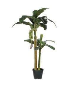 BANANIER VERT D/POT H180 D115