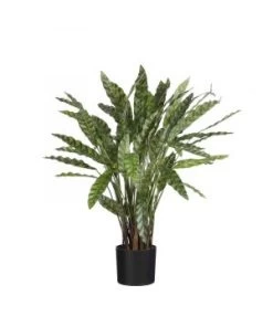 CALATHEA D/POT VERT H84 D40