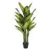 DIEFFENBACHIA D/POT H150 D70 -Intérieure Décoration Magasin dieffenbachia d pot h150 d70