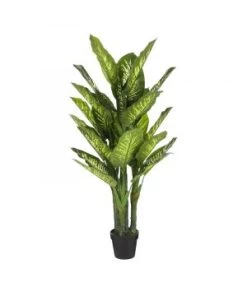 DIEFFENBACHIA D/POT H150 D70