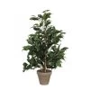 FICUS EXOTICA VERT D/POT STAN GRIS D13.5 -Intérieure Décoration Magasin ficus exotica vert d pot stan gris d135