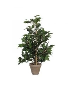 FICUS EXOTICA VERT D/POT STAN GRIS D13.5
