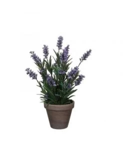 LAVANDE BLEU D/POT STAN GRIS D11.5