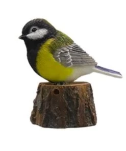 Oiseau D'accueil Mésange Charbon