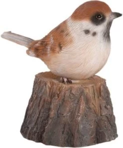 Oiseau D'accueil Moineau Domestique