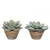 PLANTE GRASSE POT TERRA 1 PLANTE GRASSE POT TERRA -Intérieure Décoration Magasin plante grasse pot terra