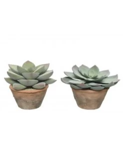 PLANTE GRASSE POT TERRA