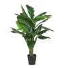 SPATHIPHYLLUM D/POT 1.60M -Intérieure Décoration Magasin spathiphyllum d pot 160m