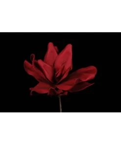 TIGE DE LOTUS ROUGE 90CM